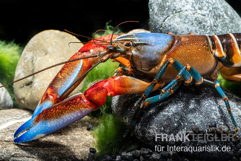 "Blue Claw" Tigerkrebs, Cherax peknyi var. "Blue Claw", Zufällig ausgewählt