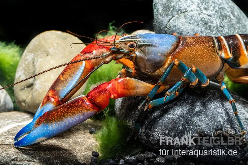 "Blue Claw" Tigerkrebs, Cherax peknyi var. "Blue Claw"