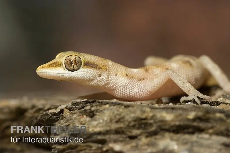 Zwergwüstengecko, Tropiocolotes steudneri