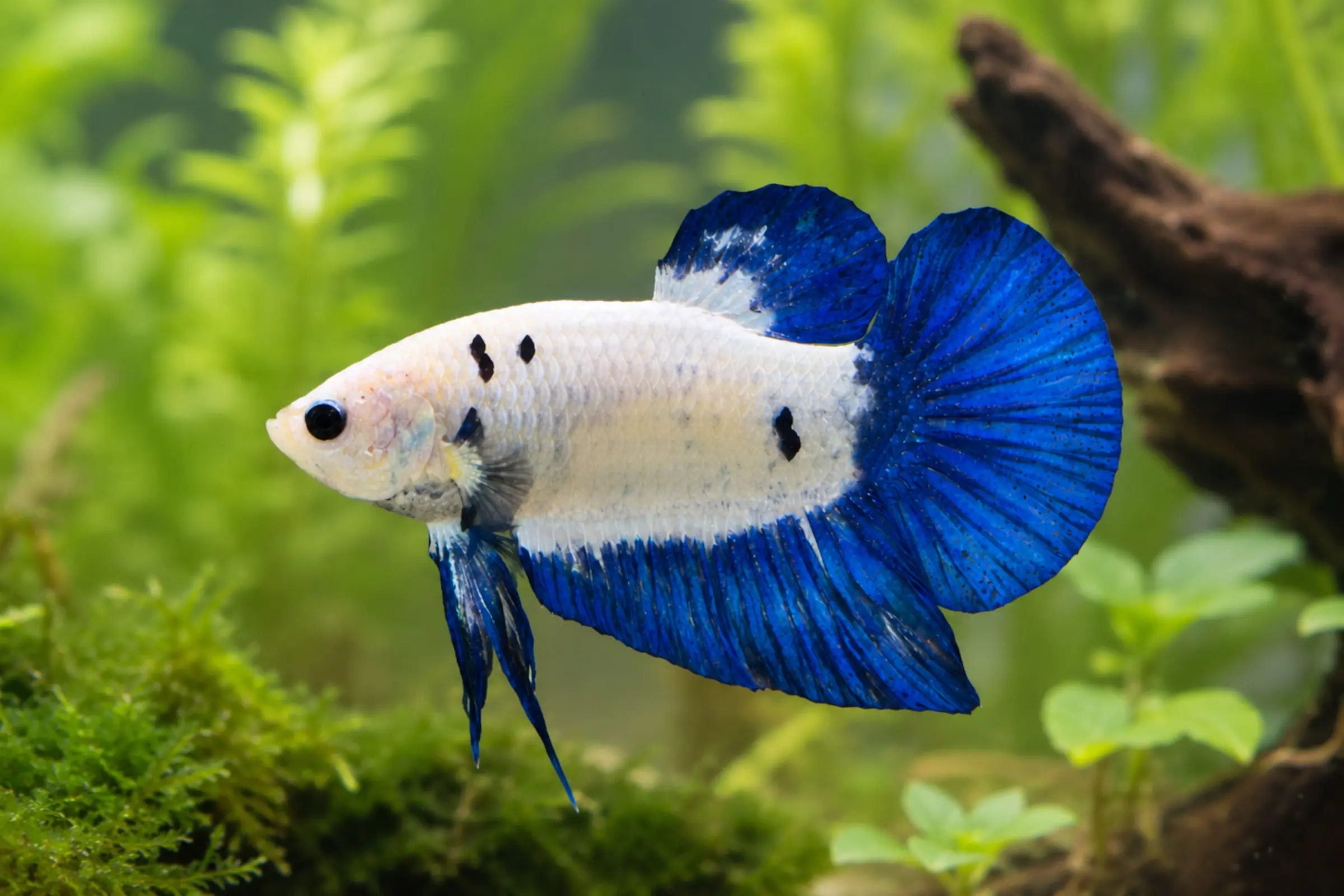 Halfmoon Kampffisch (Betta splendens) Männchen »Blue Seem« mit leuchtend blauer Halbmond-Flosse, auffällige Zuchtform für stilvolle Aquarien
