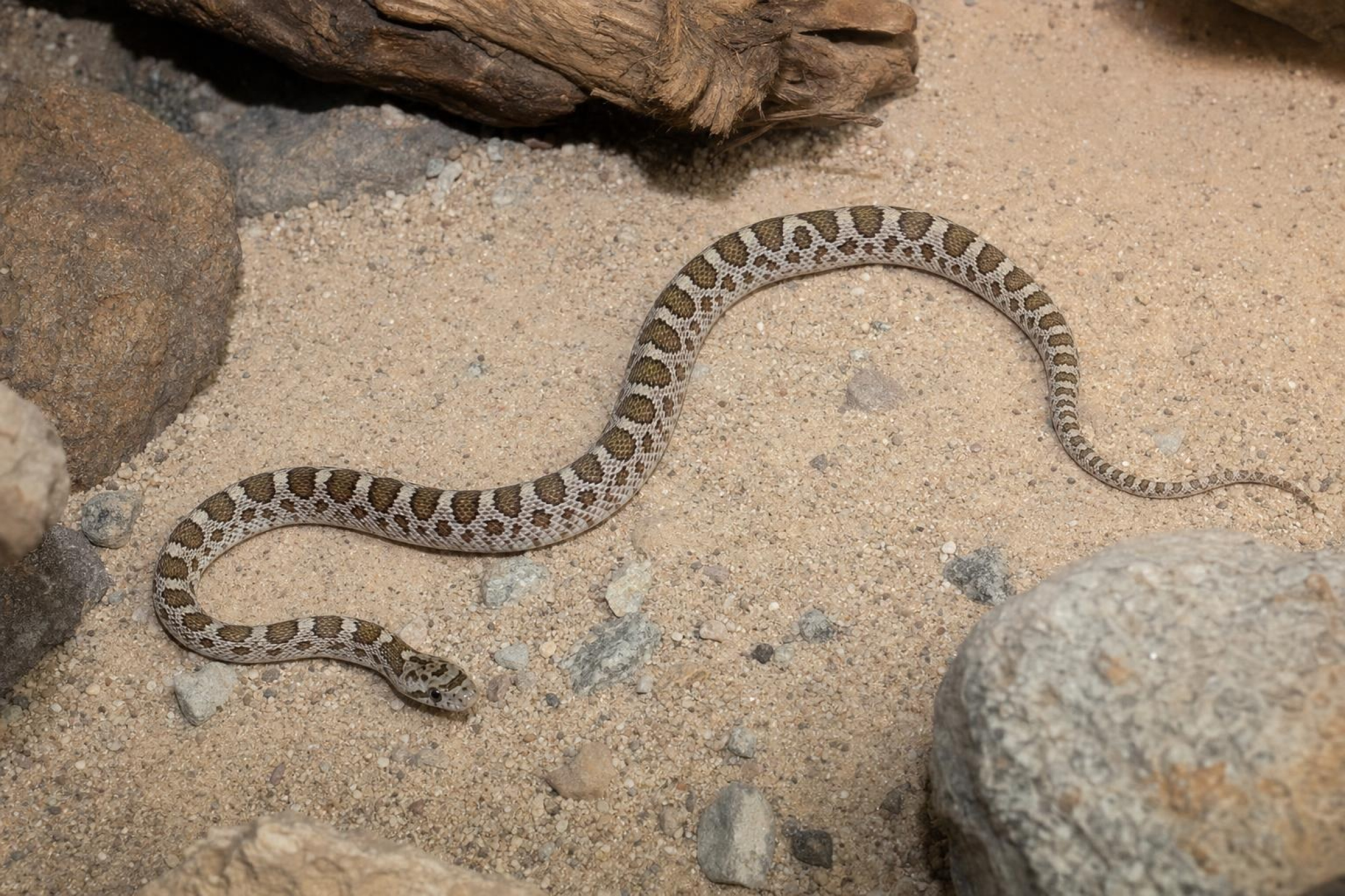 Arizonanatter, Arizona elegans