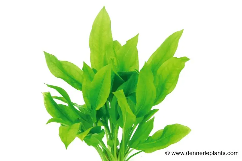 Breite Amazonaspflanze, Echinodorus bleheri, im Topf