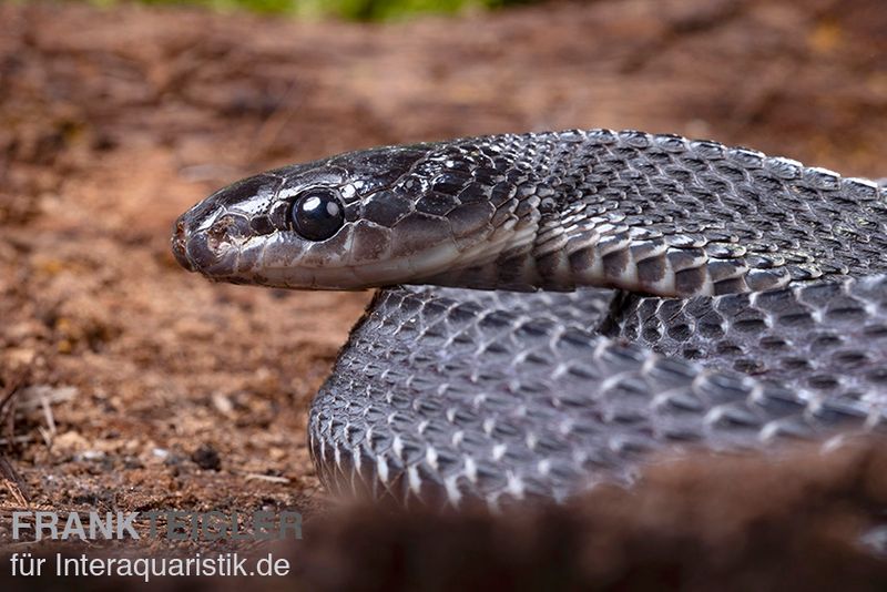 Südliche Feilennatter, Mehelya capensis