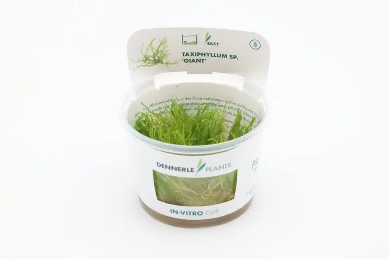 Giant moss, Taxiphyllum sp. "Giant", In Vitro