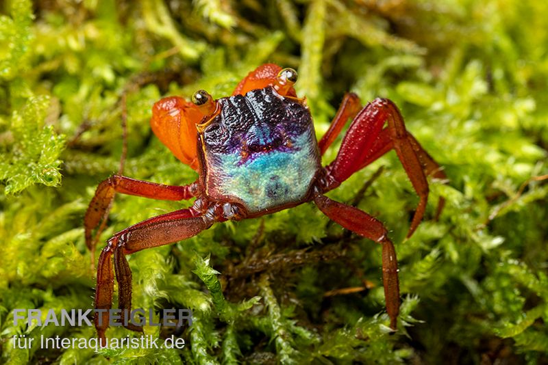 Mandarinenkrabbe, Geosesarma sp. 'Mandarine', Paar (1 Männchen + 1 Weibchen)