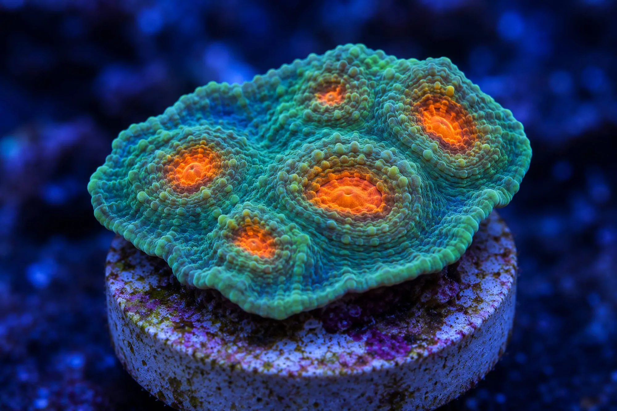Kelchkoralle „Orange Eye Ultra“ (Nachzucht), Echinophyllia spec., Größe S–M