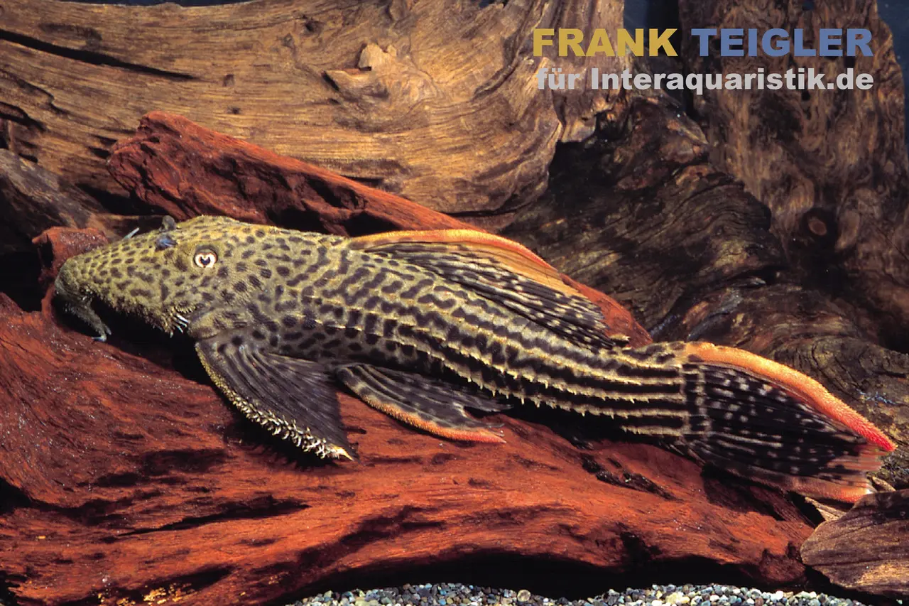 Rotflossen-Kaktuswels, L24, Pseudacanthicus cf serratus, 8-10 cm