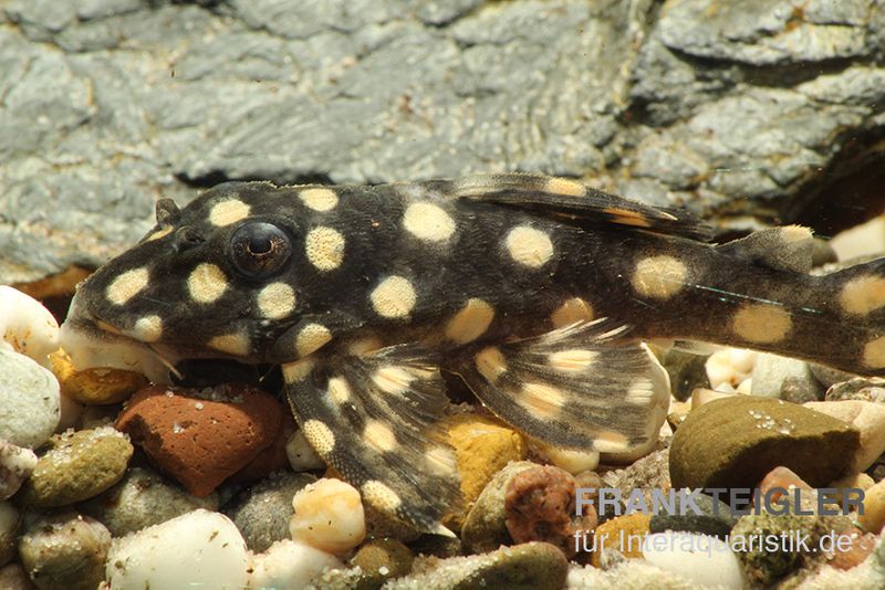 Mini Snowball Pleco, L471, Hypancistrus sp. "Dwarf"