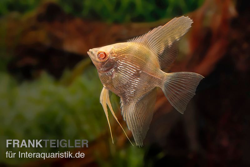 Skalar Albino Goldstripe Diamant, Pterophyllum scalare