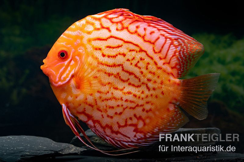 Diskusfisch ASIA-NZ, Symphysodon discus Red spider, 2 Zoll, 5-6 cm