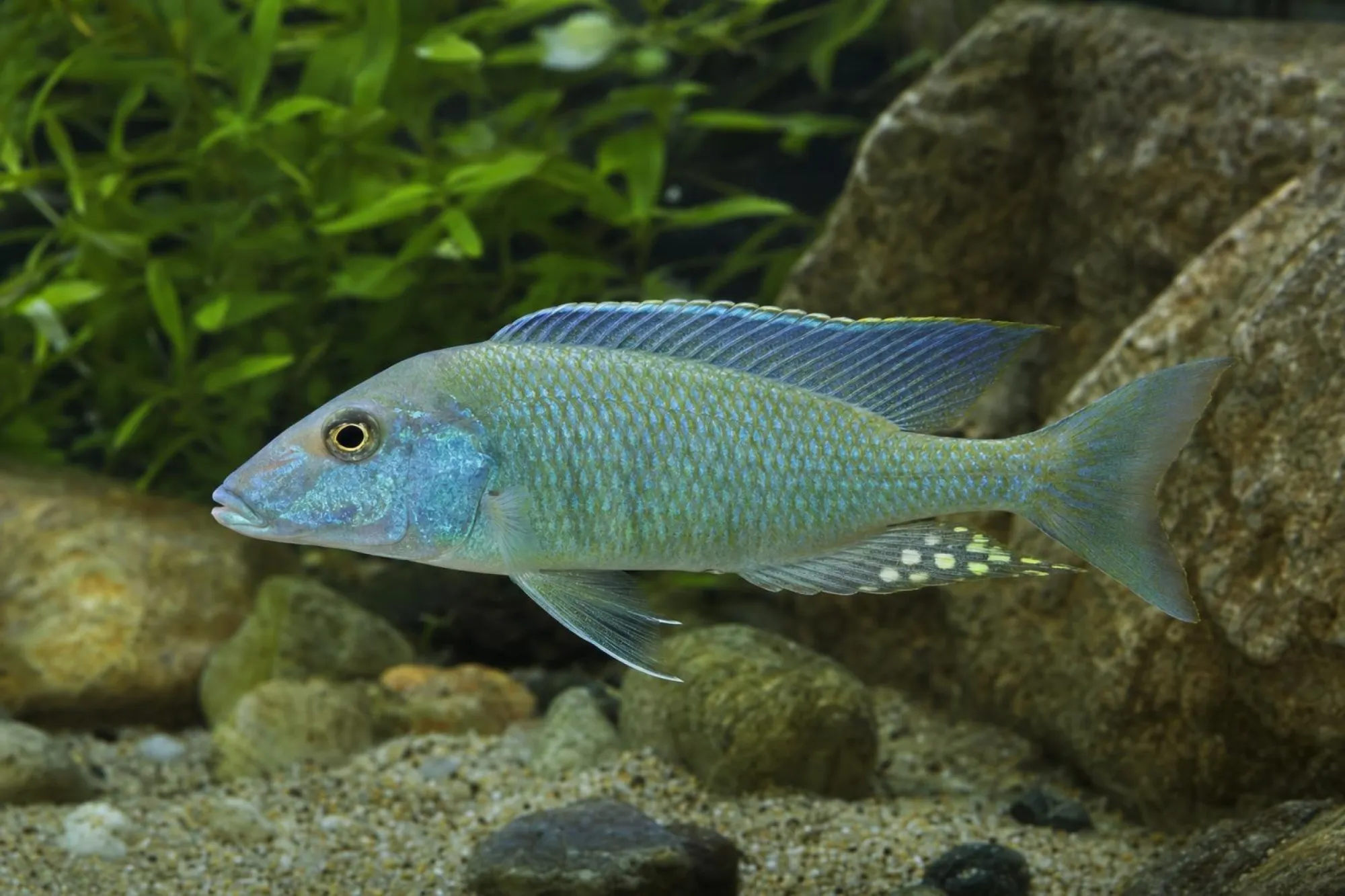 Gabelschwanz-Sandbuntbarsch, Taeniolethrinops furcicauda, ca. 4,0-5,0 cm