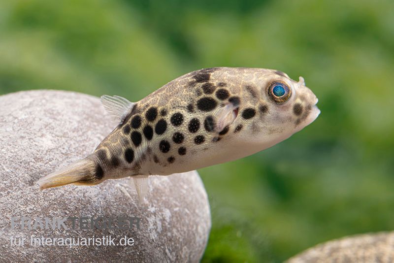 Leopardkugelfisch, Tetraodon schoutedeni