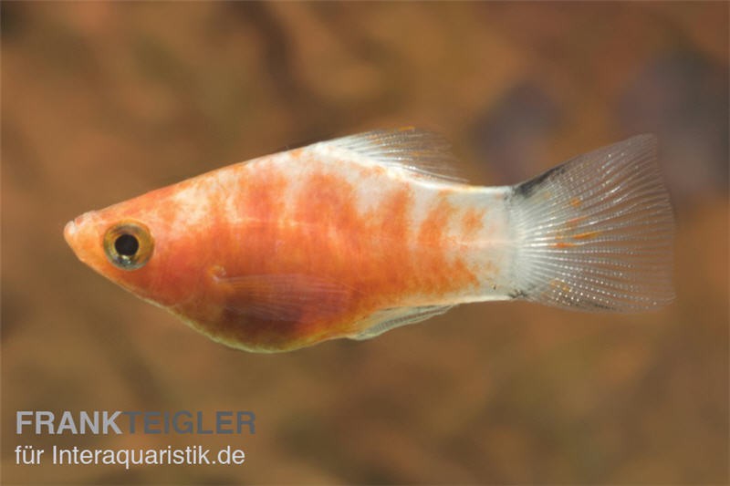 Bleeding Heart Mickey Mouse Platy, Xiphophorus maculatus