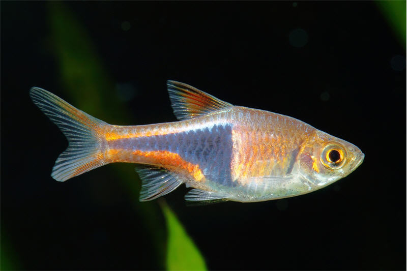 Keilfleckbarbe, Rasbora heteromorpha, DNZ