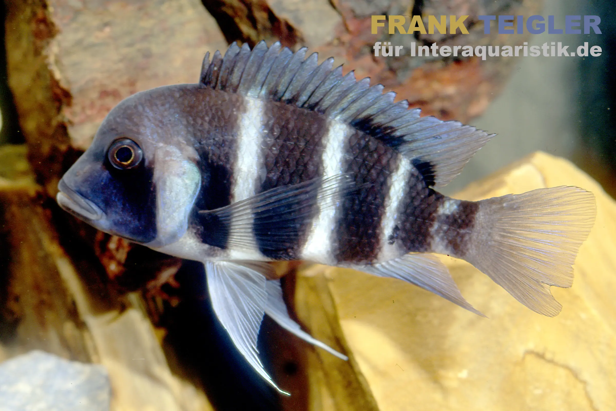 Beulenkopf-Cichlide Blue Mpimbwe, Cyphotilapia frontosa Blue Mpimbwe