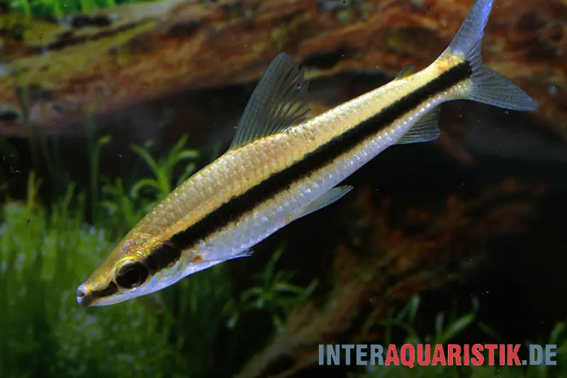 Gestreifter Kopfsteher, Anostomus taeniatus