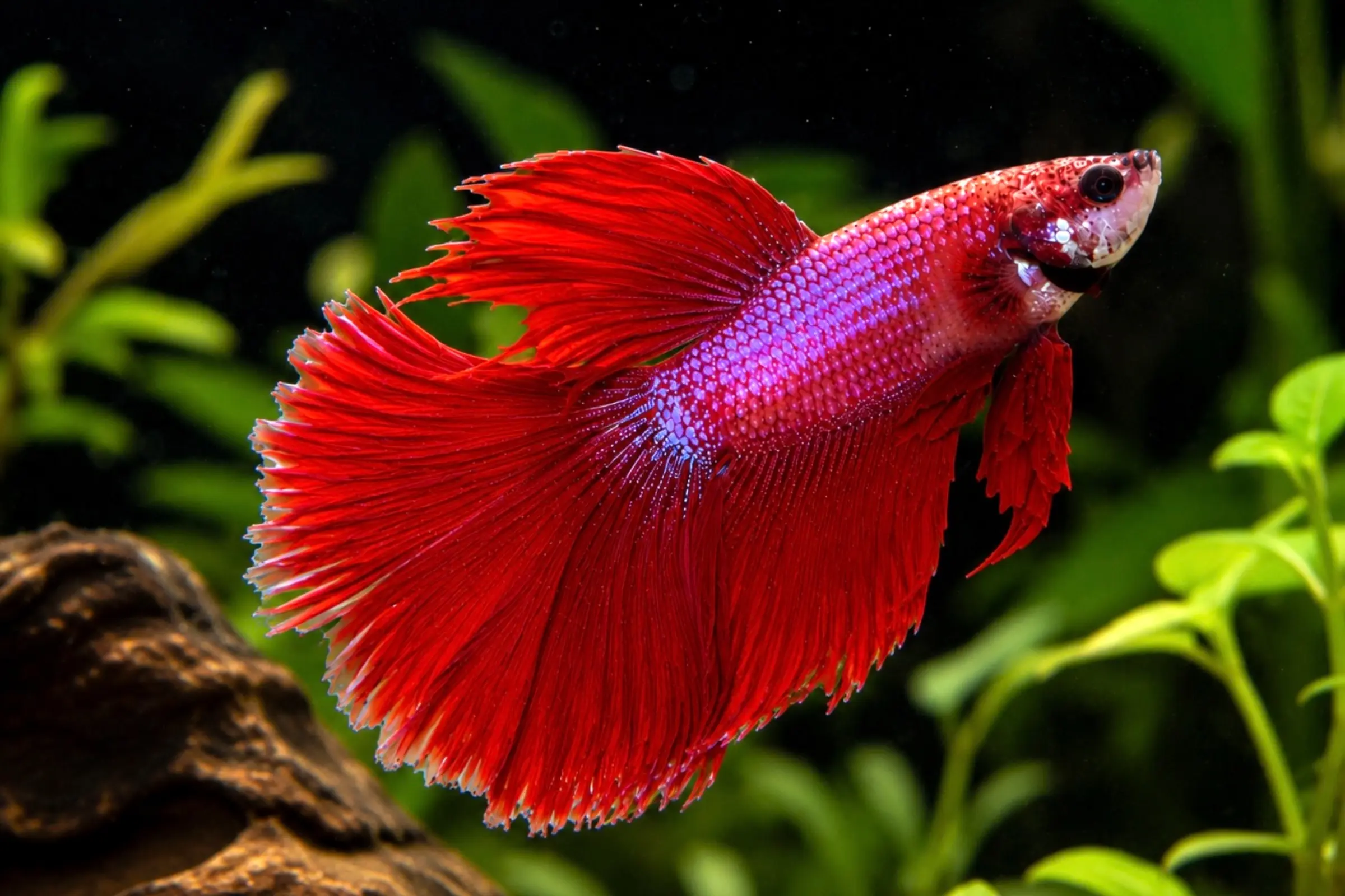 Siamesischer Kampffisch „Halfmoon Pink, Männchen“, Betta splendens, ca. 4,0-6,0 cm