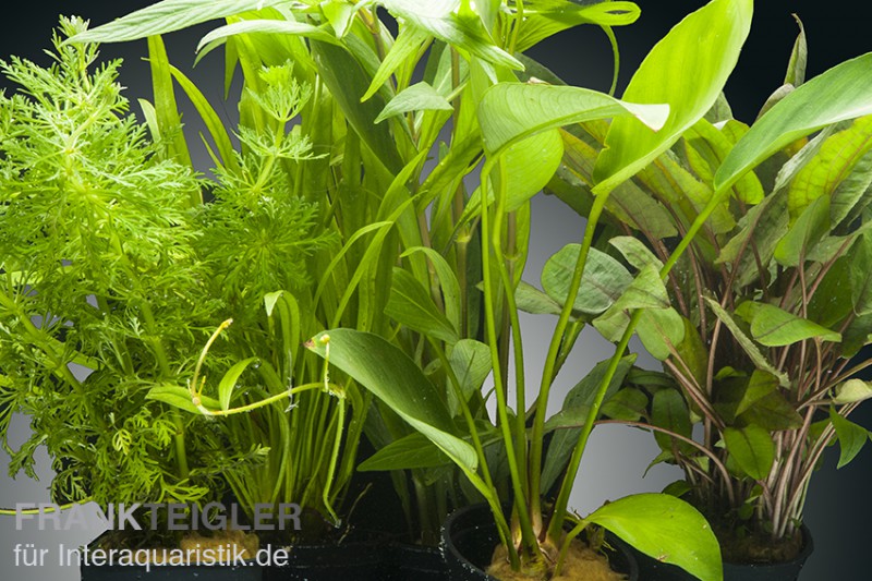 Aquarienpflanzen-Set Congo, 5 Töpfe, Aquarienpflanzen-Sortiment