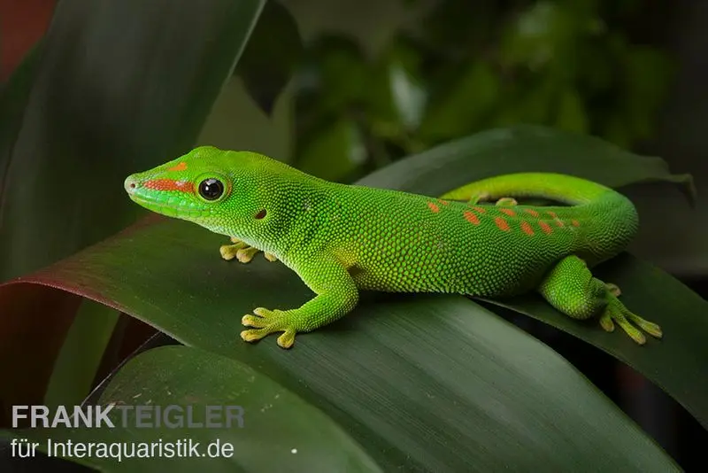 Großer Madagaskar Taggecko, Phelsuma mad. grandis DNZ