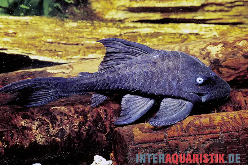 Blauaugen-Harnischwels, Panaque suttoni, 16-20 cm NZ (Panaque suttonorum)