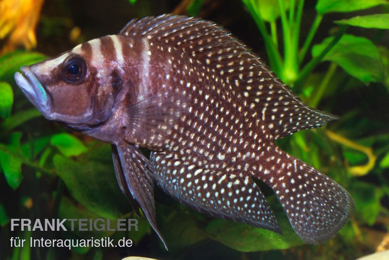 Schwarzer Perl-Nanderbuntbarsch, Altolamprologus calvus Black Pearl F1