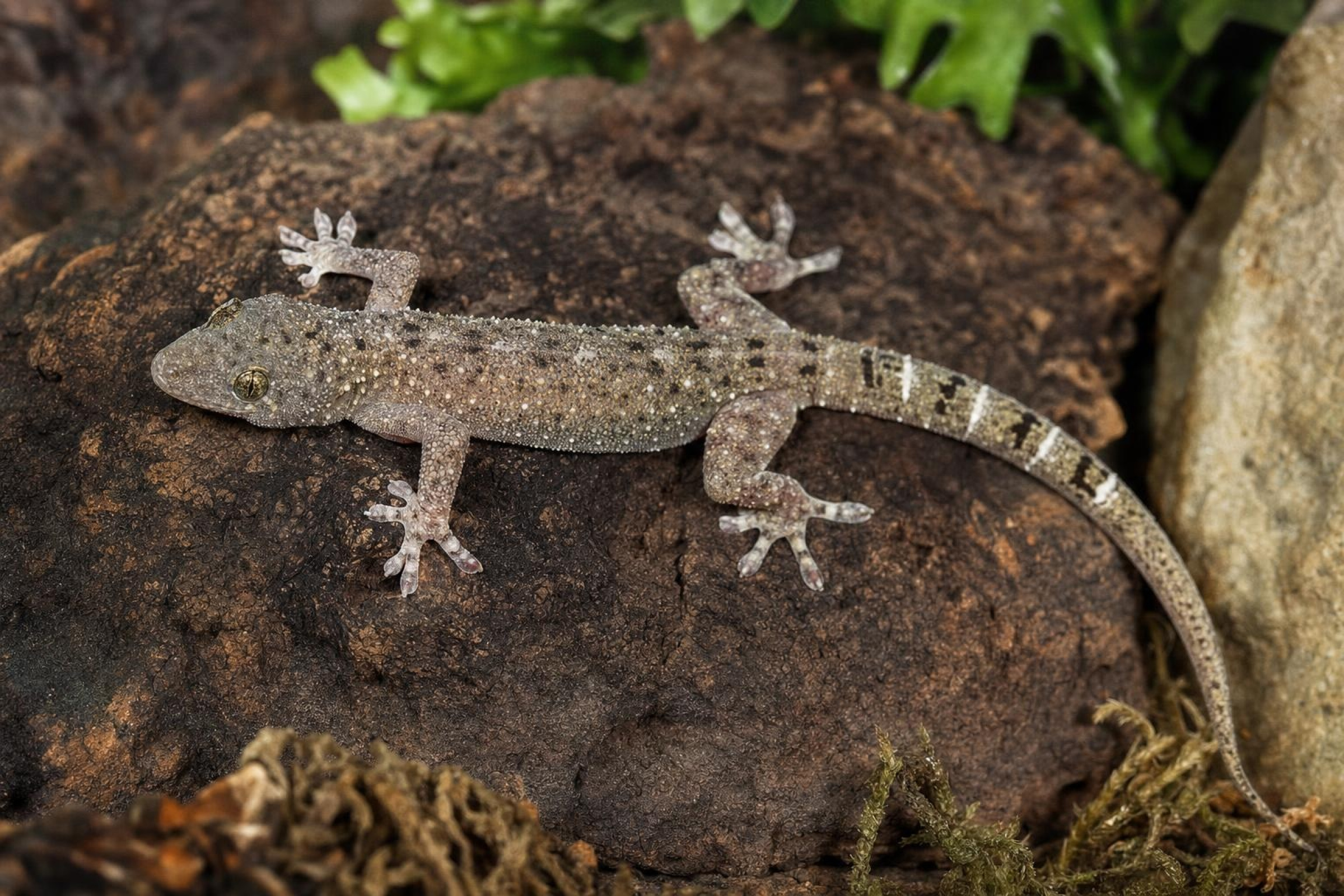 Großer Malaiischer Hausgecko, Gekko monarchus
