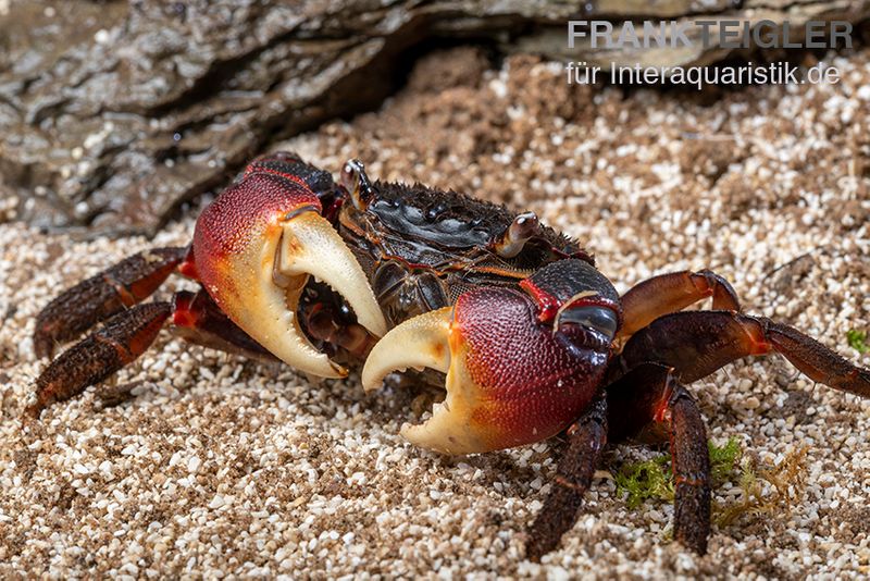 Spider Crab, Neosarmatium meinerti, Zufällig ausgewählt