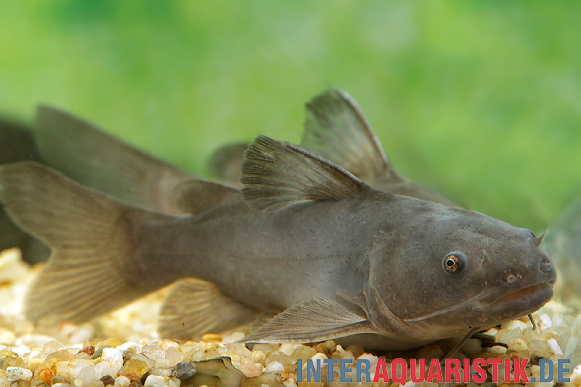 Indischer Riesenwels, Rita rita