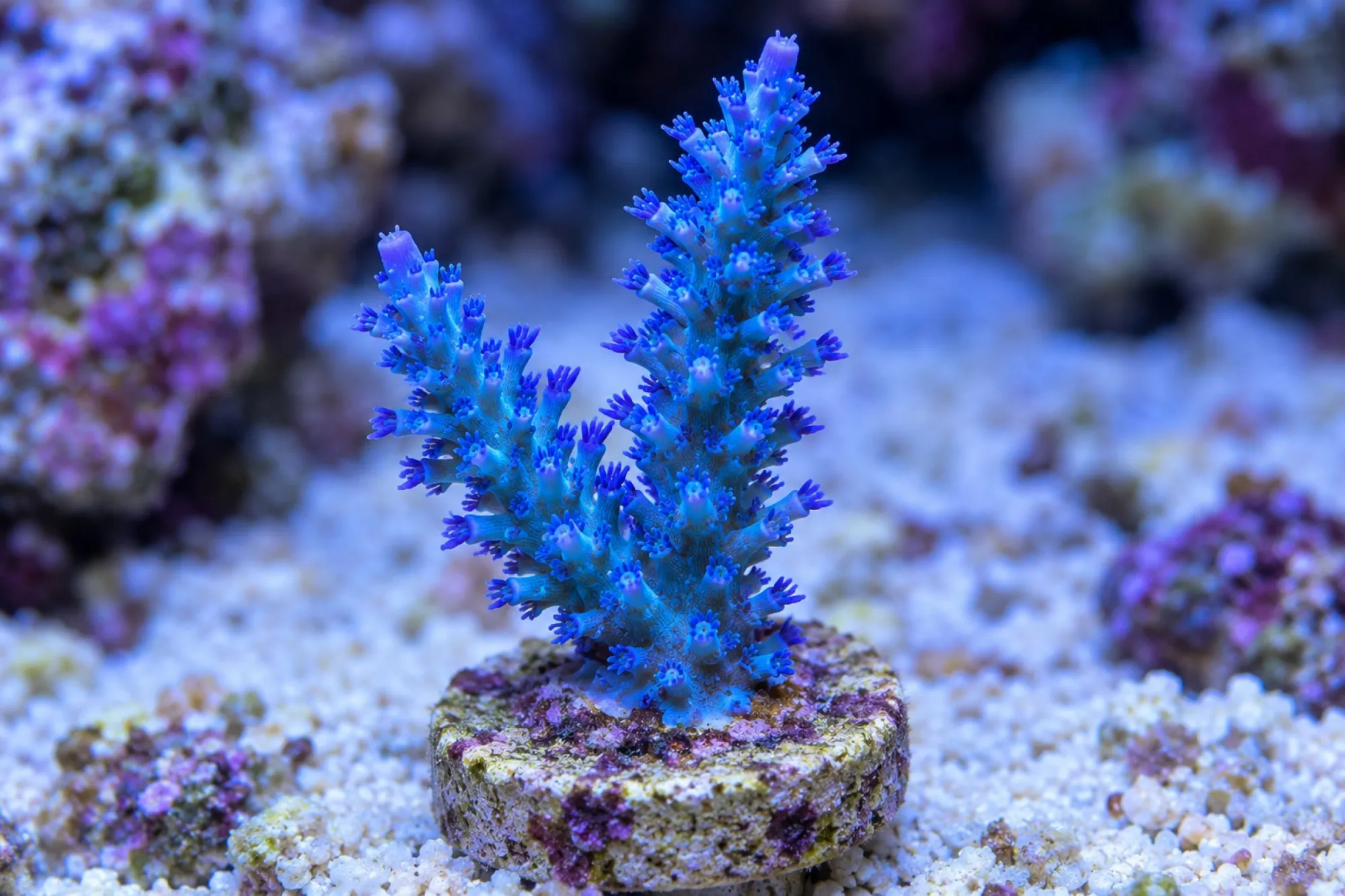 Acropora-Steinkoralle „Blau“ (Nachzucht), Acropora echinata, Größe S–M