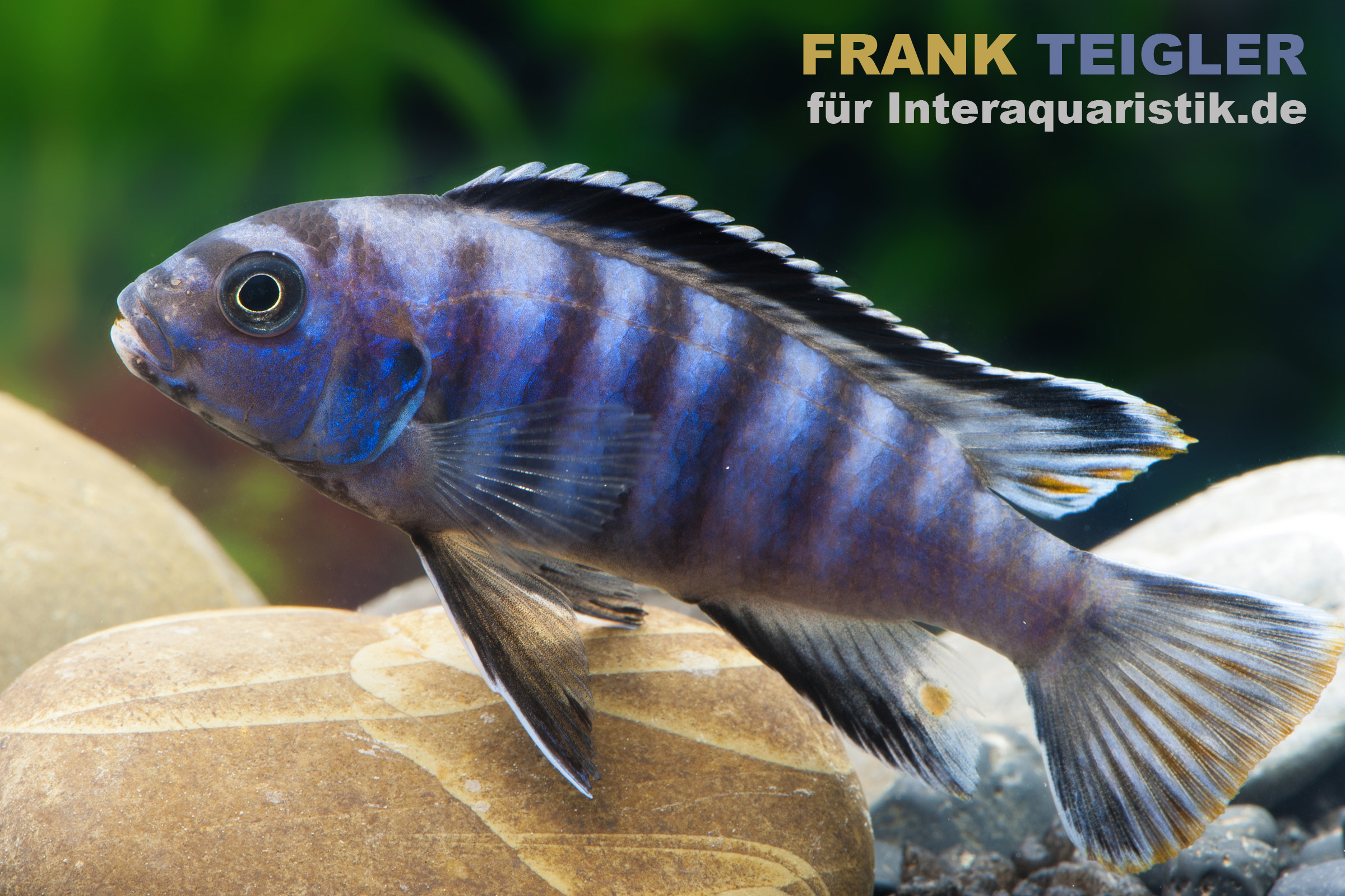 Nahaufnahme eines blauen Buntbarsches auf Aquariensteinen