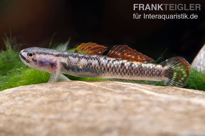 Aureofuscus-Grundel, Stiphodon aureofuscus, 1 Paar