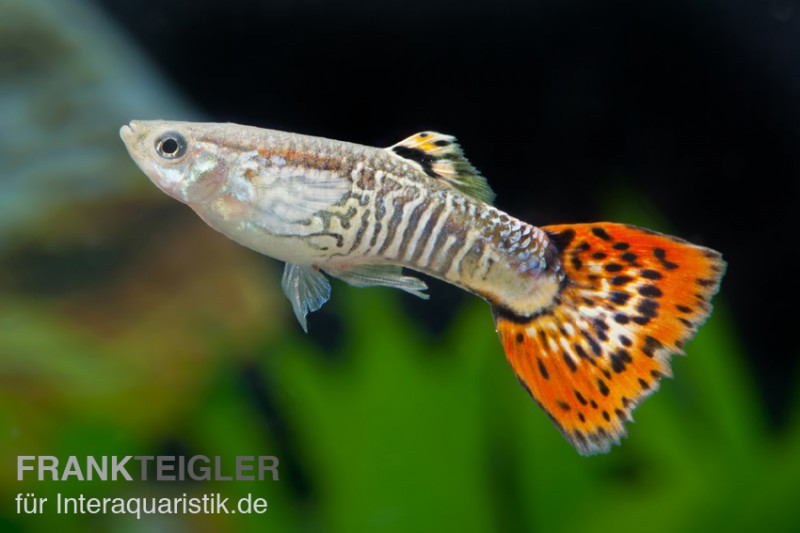 Guppy Cobra rot, Poecilia reticulata, Männchen