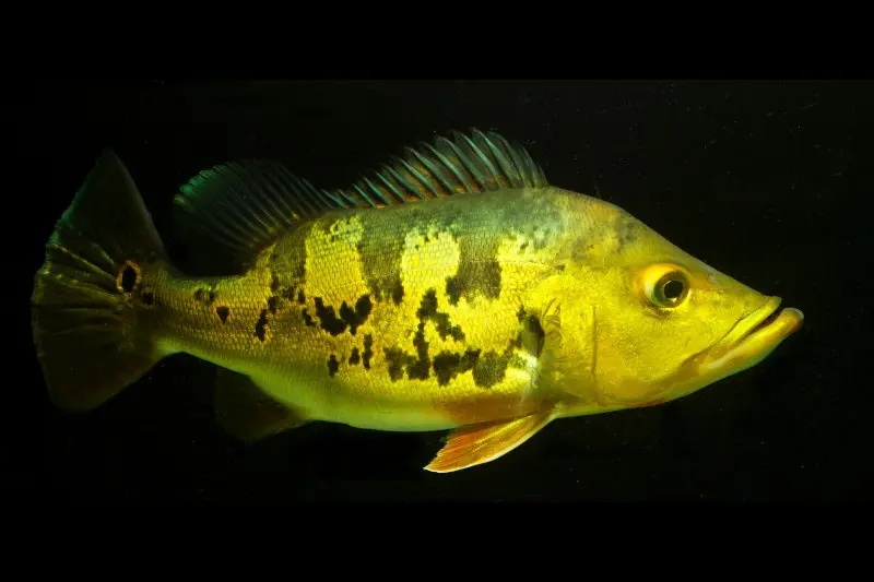 Kammbuntbarsch, Cichla monoculus, 6-8 cm NZ