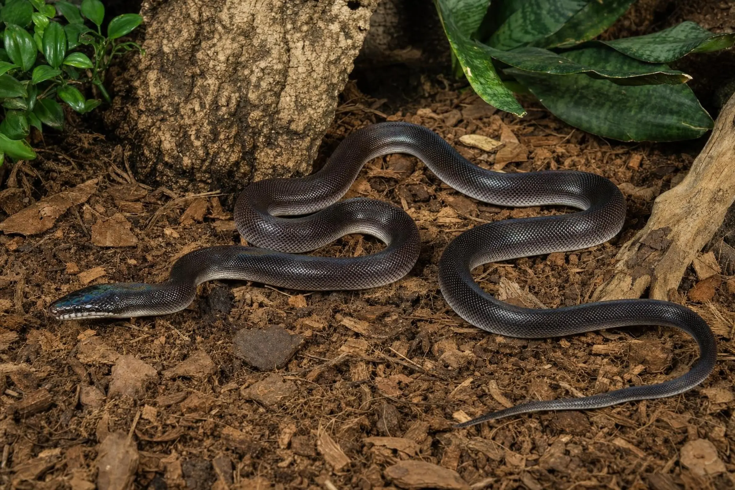 Südlicher Weißlippenpython, Leiopython hoserae