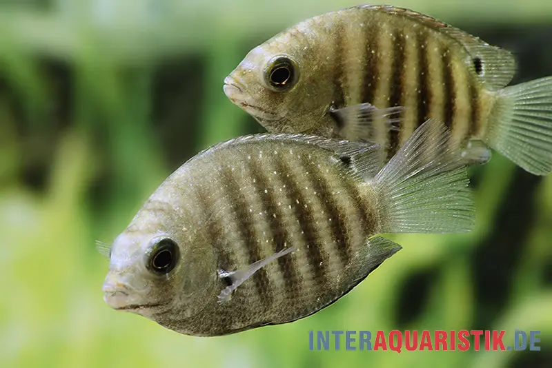 Gestreifter Buntbarsch, Etroplus suratensis, 2 cm NZ