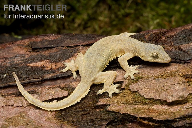 Asiatischer Hausgecko, Hemidactylus frenatus