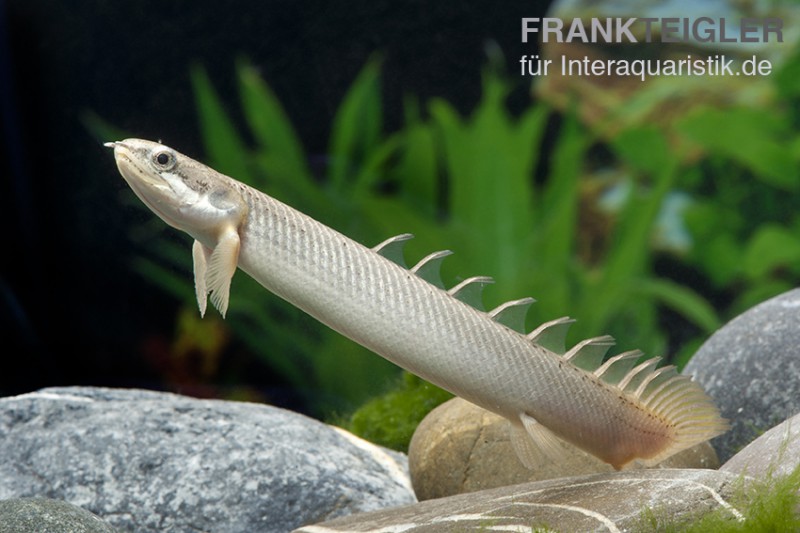 Senegal-Flösselhecht, Polypterus senegalensis