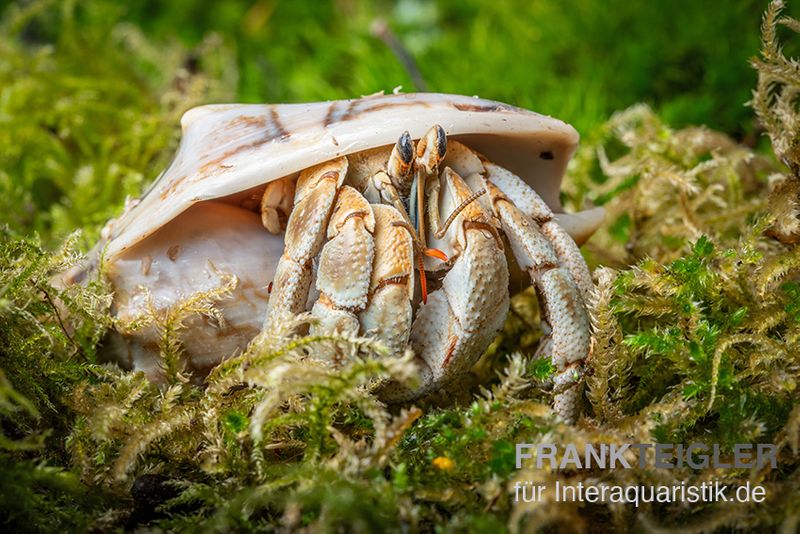 Marmor-Einsiedlerkrebs, Coenobita sp. "Marble"