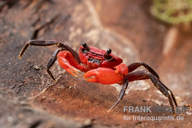 Wasserfall-Krabbe, Phricothelphusa limula