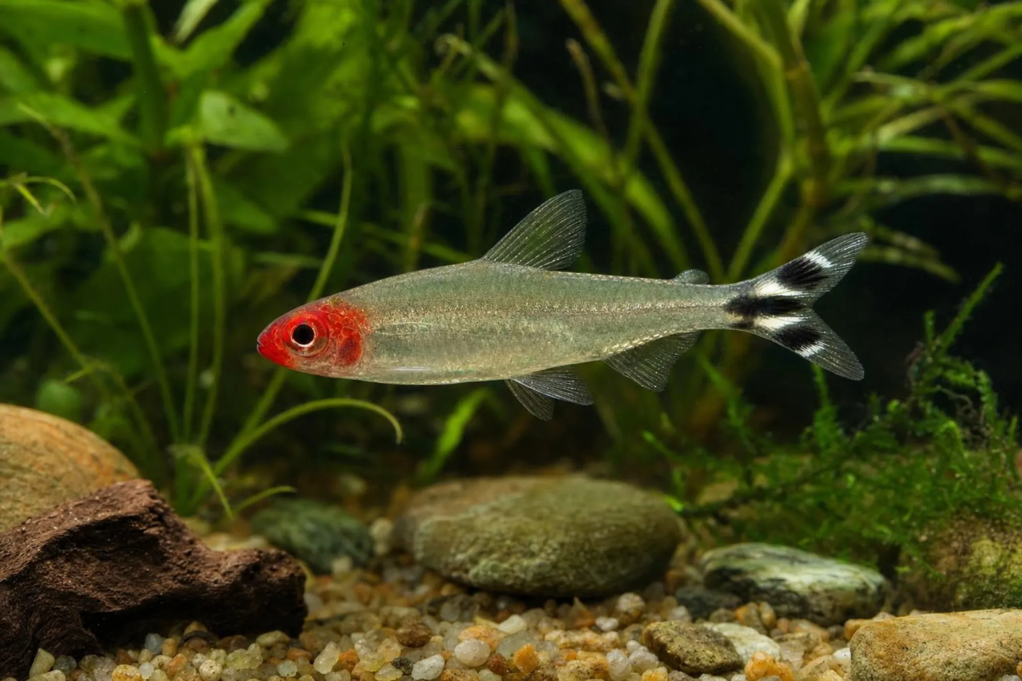 Ahls Rotmaulsalmler, Petitella rhodostoma