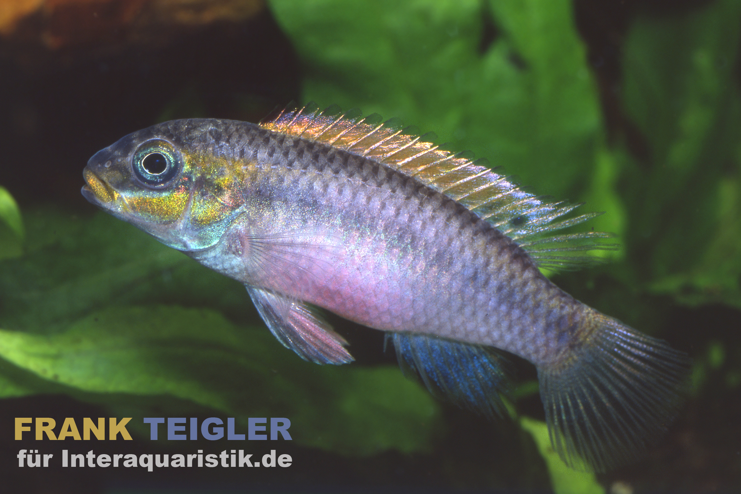 Nange-Prachtbarsch, Pelvicachromis taeniatus Nange