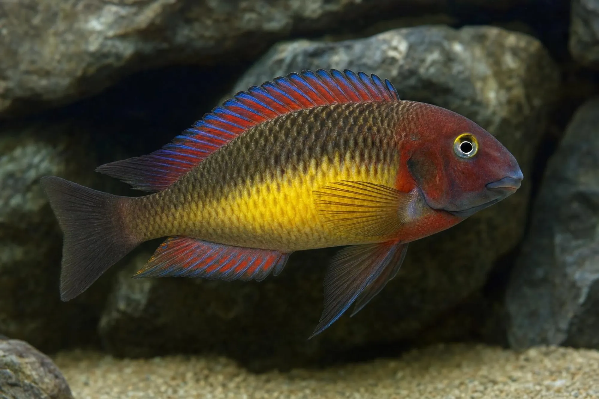 Brabantbuntbarsch „Red Rainbow“, Tropheus moorii