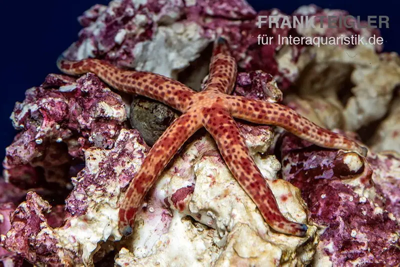 Roter Luzon-Seestern, Echinaster luzonicus