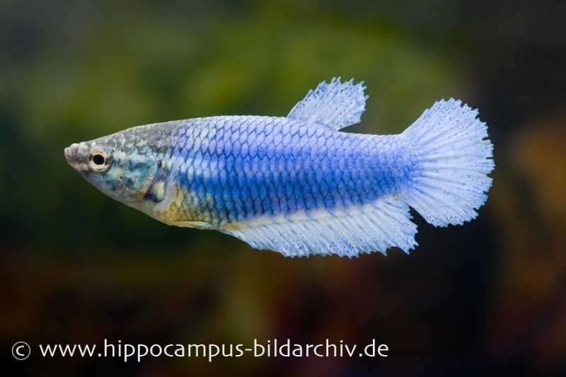 Halfmoon Kampffisch blau, Weibchen, Betta splendens