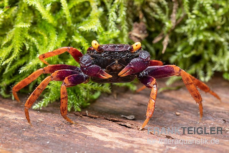 Daredevil-Vampirkrabbe, Geosesarma sp. "Daredevil", Zufällig ausgewählt