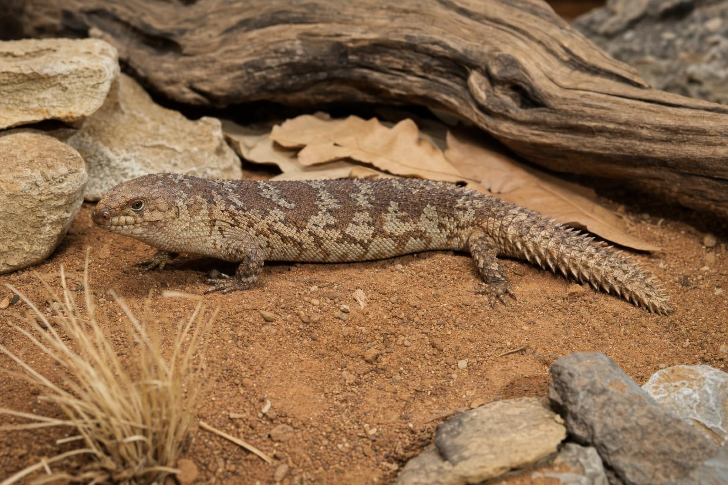 Stokes-Dornschwanzskink, Egernia stokesii