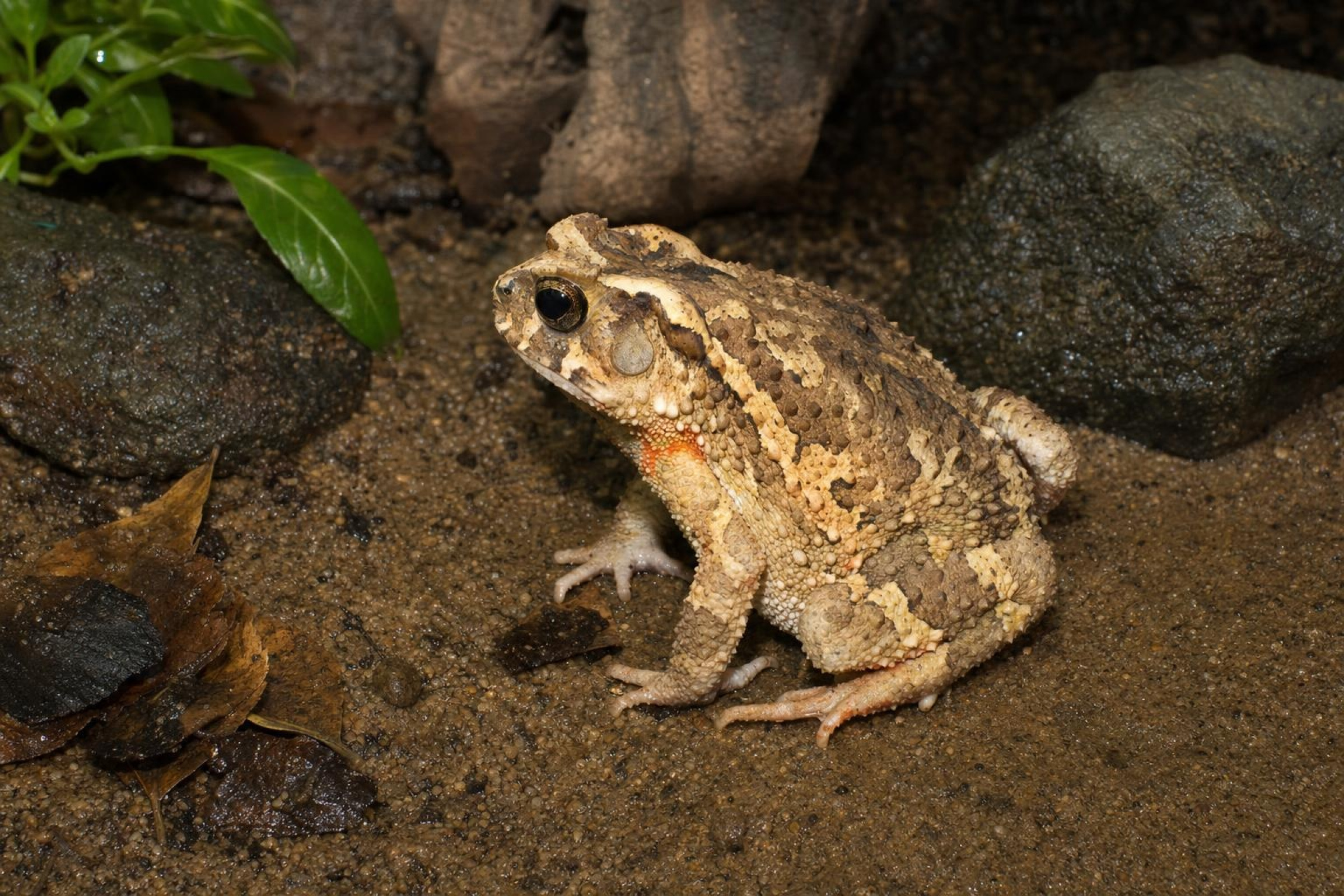 Knochenkopfkröte, Ingerophrynus galeatus