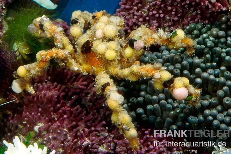 Dekorateurkrabbe, Camposcia retusa