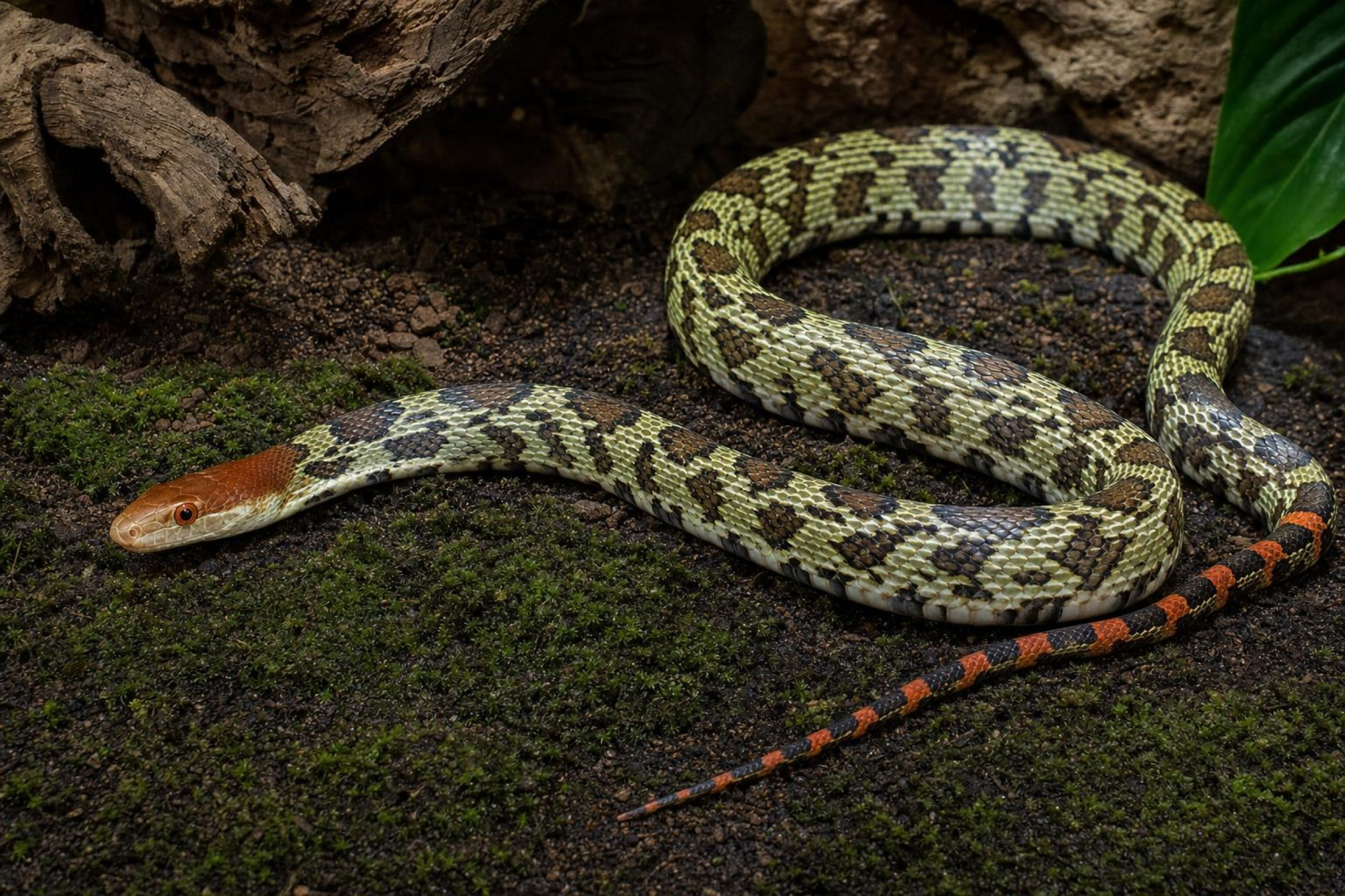 Möllendorffs Kletternatter, Orthriophis moellendorffi