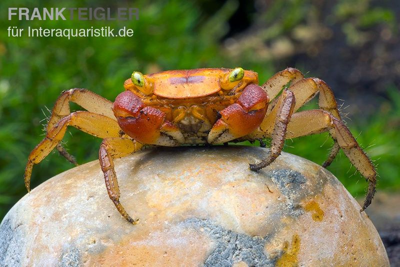 Chamäleonkrabbe, Metasesarma aubryi (Red Apple Crab), Zufällig ausgewählt